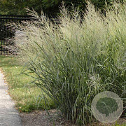 Panicum virgatum 'Dallas Blues' GM P9 BIO