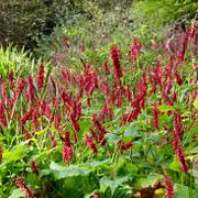 Persicaria a. 'Taurus' GM P9 BIO