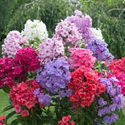 Phlox paniculata GM P9 BIO