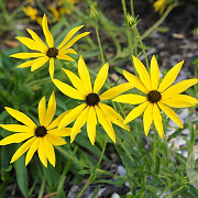 Rudbeckia missouriensis GM P9 BIO