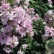 Saponaria officinalis 'Rosea Plena' GM P9 BIO