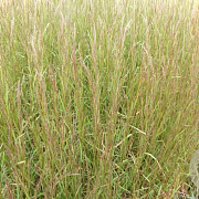 Schizachyrium sc. 'Caïro' GM P9 BIO