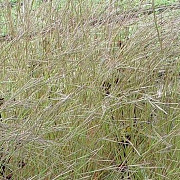 Schizachyrium scoparium 'Wildwest' GM P9 BIO