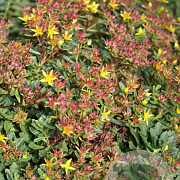 Sedum flor. 'Weihenstephaner Gold' GM P9 BIO