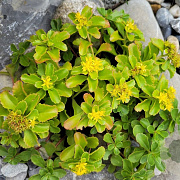 Sedum kamtsch. 'Variegatum' GM P9 BIO