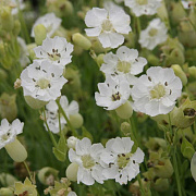 Silene u. 'Weisskehlchen' GM P9 BIO