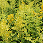 Solidago 'Golden Mosa' GM P9 BIO
