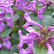 Stachys macrantha GM P9 BIO