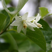 Styrax officinalis GM P9 BIO