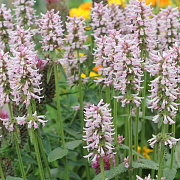 Stachys off. 'Rosea' GM P9 BIO