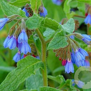 Symphytum azureum GM P9 BIO