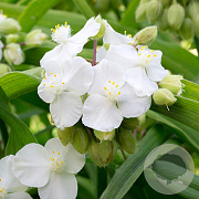Tradescantia (A) 'Innocence' GM P9 BIO