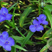 Tradescantia (A) 'Leonora' GM P9 BIO