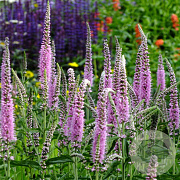 Veronica longif. 'Charming Pink' GM P9 BIO
