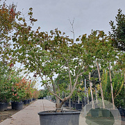 Acer japonicum 'Aconitifolium' 200-250 cm container meerstammig