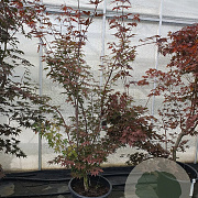 Acer pal. 'Atropurpureum' 175-200 cm container meerstammig