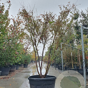 Acer pal. 'Linearilobum' 175-200 cm container meerstammig