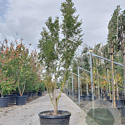 Acer pal. 'Okushimo' 200-250 cm container meerstammig