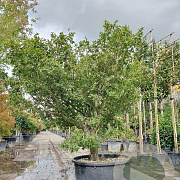 Acer pal. 'Taroh-yama' 175-200 cm container meerstammig