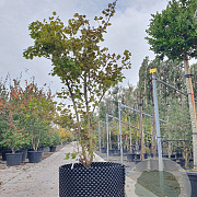 Acer shirasawanum 'Aureum' 175-200 cm container meerstammig