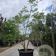 Albizia julibrissin 250-300 cm container meerstammig