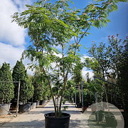 Albizia julibrissin 350-400 cm container meerstammig