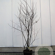 Amelanchier lamarckii 175-200 cm container meerstammig
