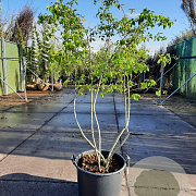 Amelanchier lamarckii 200-250 cm container spil