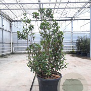 Arbutus unedo 150-175 cm cont. 110L