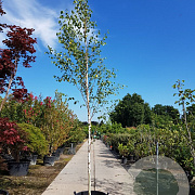Betula utilis jacquemontii 12-14 HO container