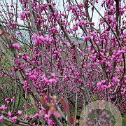 Cercis can. 'Forest Pansy' 200-250 cm container meerstammig