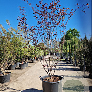 Cercis can. Red Force 250-300 cm container meerstammig