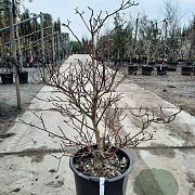 Cornus controversa 'Variegata' 100-125 cm 35L