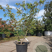 Cornus kousa chinensis 125-150 cm 30L