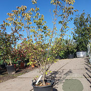 Cornus kousa chinensis 150-175 cm 30L