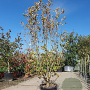 Cornus kousa chinensis 175-200 cm 35L