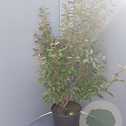 Elaeagnus ebbingei 100-125 cm 10L