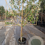 Elaeagnus ebbingei 80 cm stam container 6-8 lei 150x120