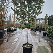 Elaeagnus ebbingei 80 cm stam container lei 120x120
