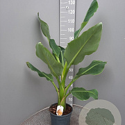 Ensete lasiocarpa GM 50L