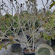 Ficus carica 200-250 cm container meerstammig extra