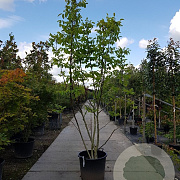 Juglans regia 250-300 cm container meerstammig
