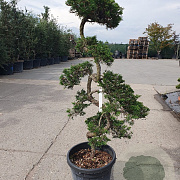 Juniperus pf. 'Starlight' 120-140 cm container paraplu