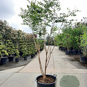 Koelreuteria paniculata 200-250 cm container meerstammig extra