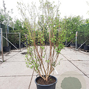 Lagerstroemia Dynabite 175-200 cm container meerstammig