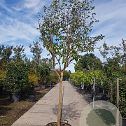 Lagerstroemia indica 100 cm stam container 18-20