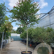 Lagerstroemia indica 180 cm stam cont. 130L 14-16