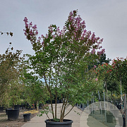 Lagerstroemia i. 'Rosea Nova' 200-250 cm container meerstammig extra