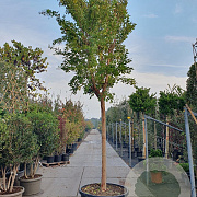 Lagerstroemia 'Natchez' 180 cm stam container 25-30