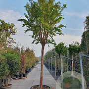 Lagerstroemia 'Natchez' 200 cm stam container 35-40